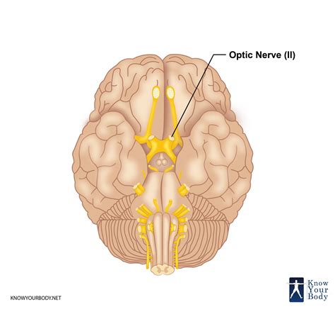 The Optic Nerve